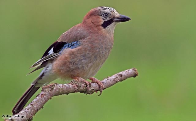 Jay BBC Nature Jay videos news and facts