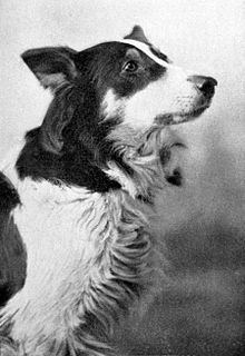 Jean (dog) httpsuploadwikimediaorgwikipediacommonsthu