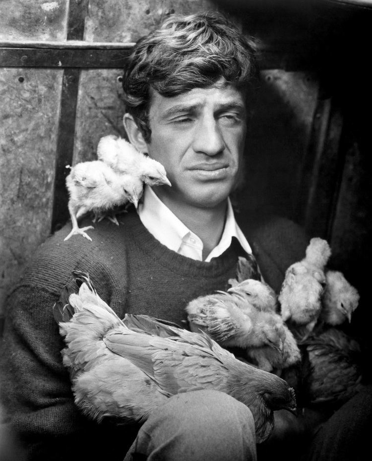 Jean-Paul Belmondo surrounded by chicken and chicks while wearing a sweatshirt and long sleeves