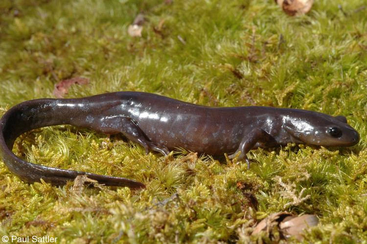 Jefferson salamander Jefferson Salamander