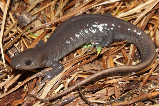 Jefferson salamander Jefferson Salamander Earth Rangers Wild Wire Blog