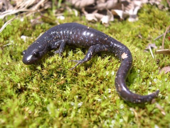 Jefferson salamander Wildlife Field Guide for New Jersey39s Endangered and Threatened