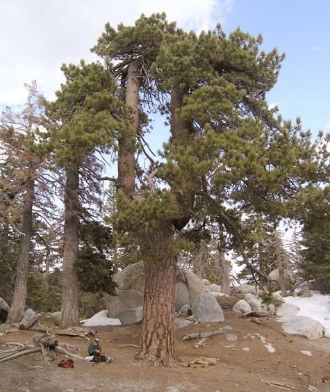 Jeffrey pine Pinus jeffreyi Jeffrey pine description The Gymnosperm Database