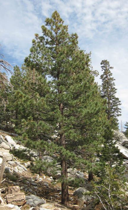Jeffrey pine Jeffrey Pine Mount San Jacinto Natural History Association NHA