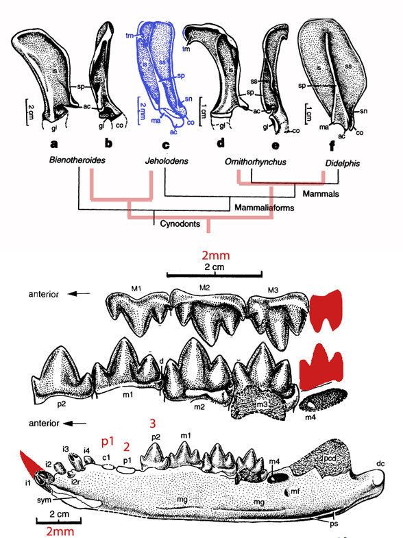 Jeholodens Spinolestes and Jeholodens