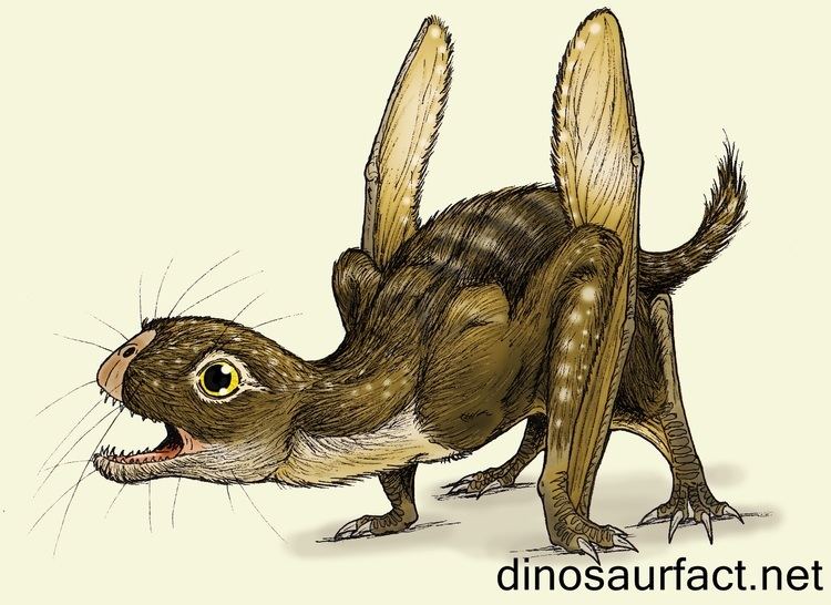 Jeholopterus Jeholopterus Dinosaur