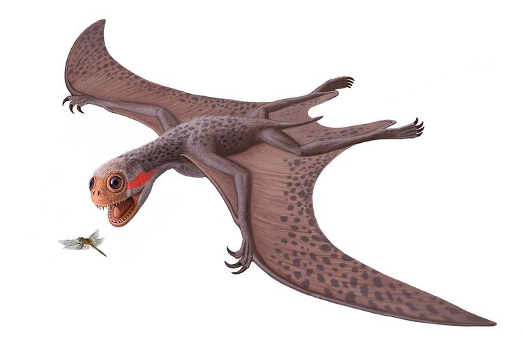 Jeholopterus Wednesday39s Pterosaur Jeholopterus
