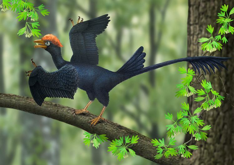 Jeholornis TwoTailed Ancient Bird Uncovered