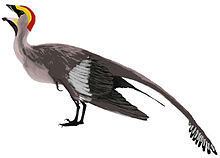 Jeholornis Jeholornis Wikipedia