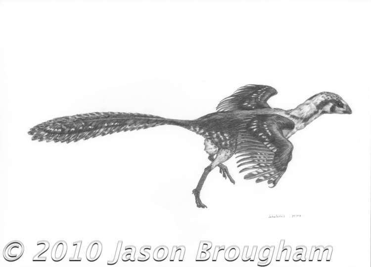 Jeholornis Jeholornis lifewtmk softdinosaurs