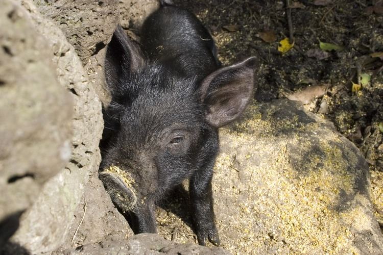 Jeju Black pig httpsuploadwikimediaorgwikipediacommons00