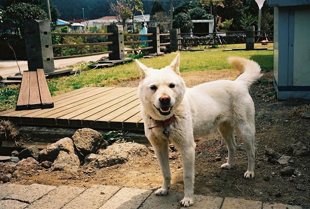 Jeju dog Korean Jindo and Jeju dogs Dewey Hammond