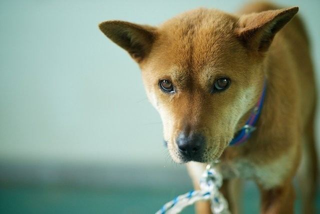 Jeju dog A Petition to stop the construction of Jeju dog farm ARK Blogs
