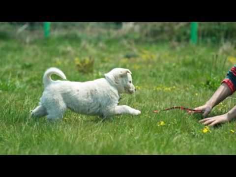 Jeju dog Dogs Need Friends too Jeju Dog Walk May 1st YouTube