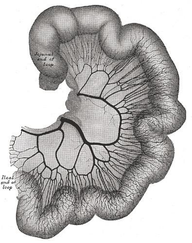 Jejunal arteries