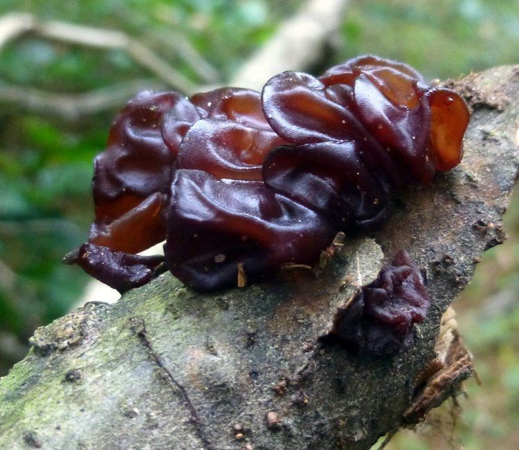 Jelly fungus Brown Jelly Fungus New Hampshire Garden Solutions