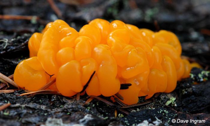 Jelly fungus Orange Jelly