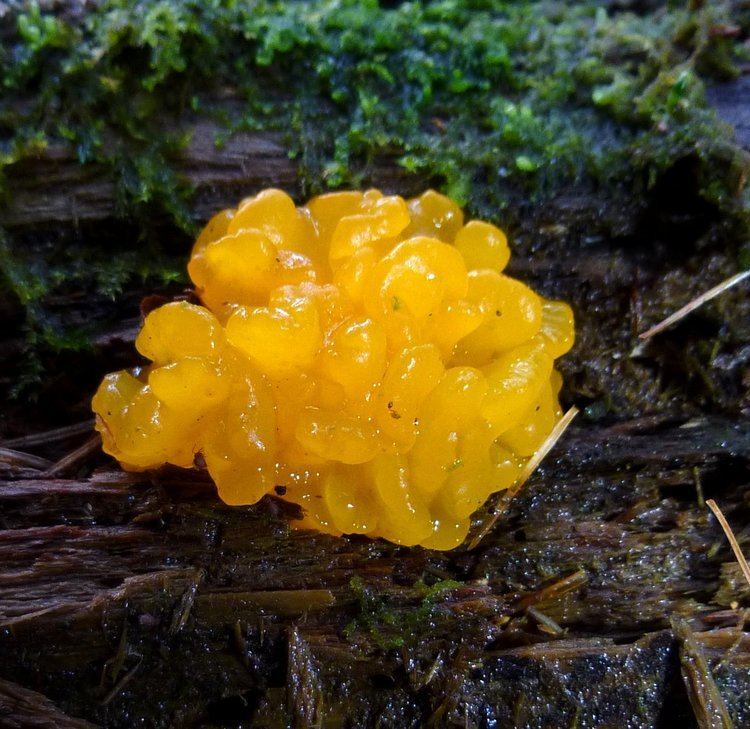 Jelly fungus Jelly Cup Fungi New Hampshire Garden Solutions
