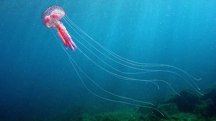 Jellyfish jellyfishtentaclesjpg
