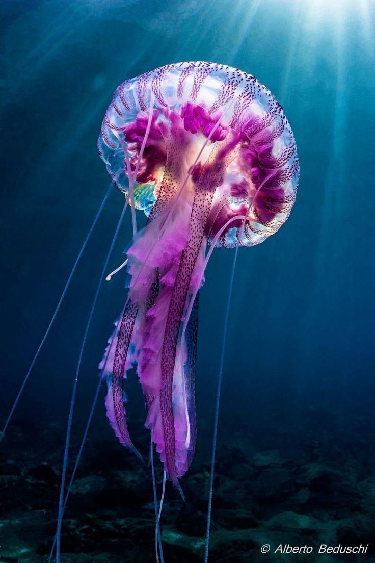 Jellyfish 1000 ideas about Jellyfish on Pinterest Sea slug Slug and Fish