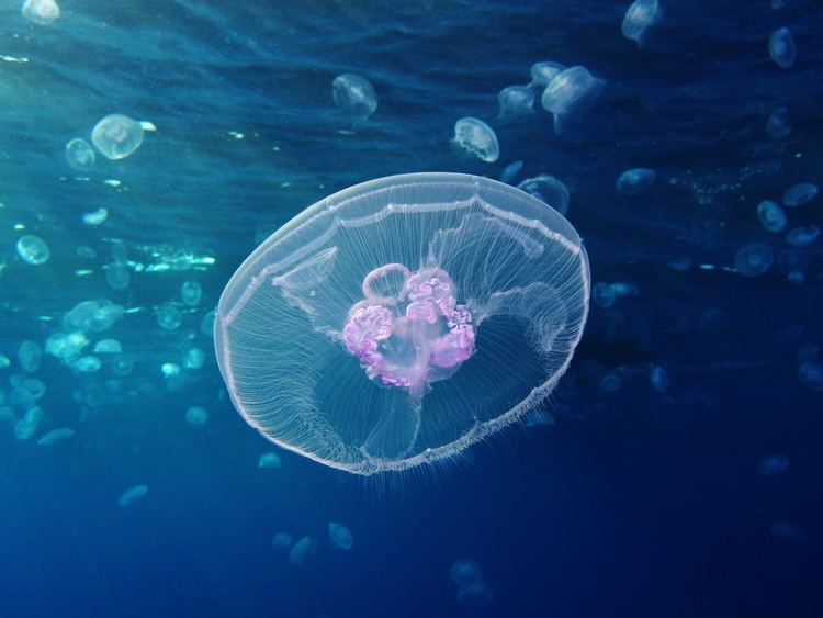 Jellyfish Aurelia aurita Wikipedia