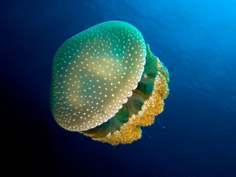 Jellyfish httpsuploadwikimediaorgwikipediacommons22