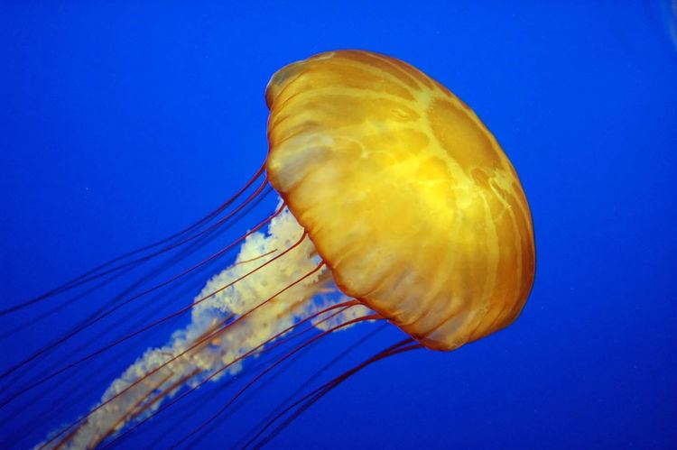 Jellyfish Jellyfish Wikipedia