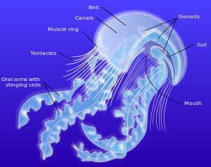 Jellyfish Jellyfish Wikipedia