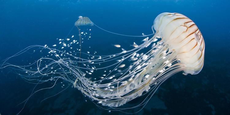 Jellyfish BBC Earth Are swarms of jellyfish taking over the ocean