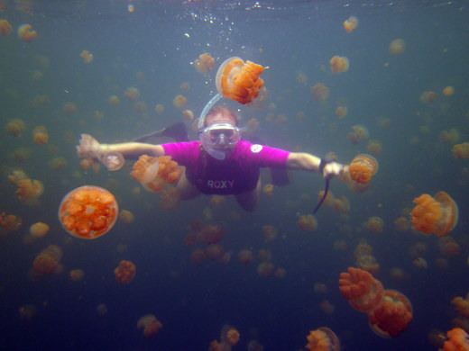 Jellyfish Lake assetsatlasobscuracommediaW1siZiIsInVwbG9hZHMv