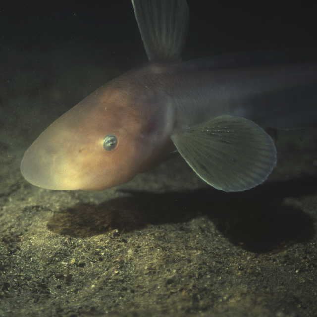 Jellynose fish Real Monstrosities Jellynose Fish