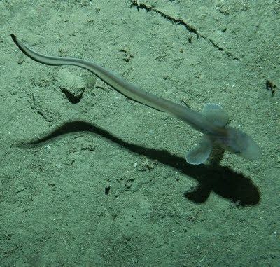 Jellynose fish Jellynose fish