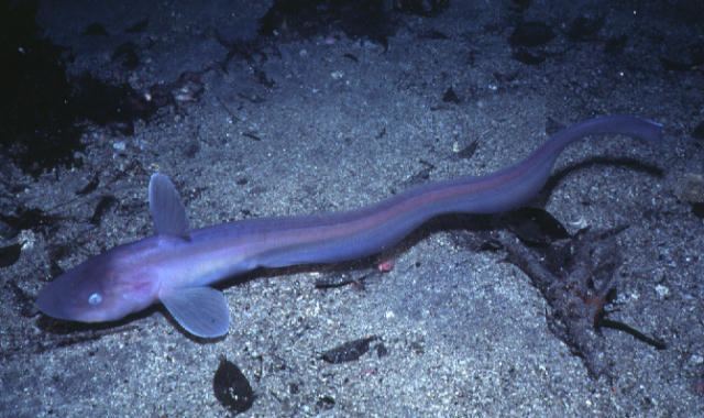 Jellynose fish Real Monstrosities Jellynose Fish