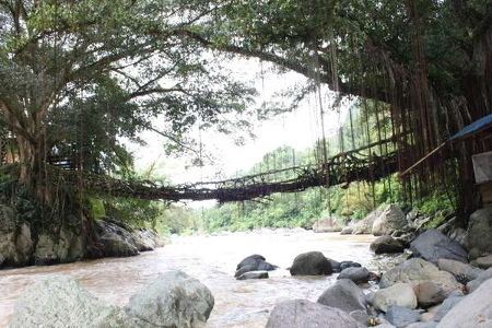 Jembatan akar Jembatan Akar yang Unik di Sumatera Barat Umurnya 100 Tahun
