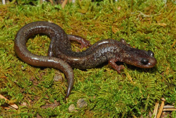 Jemez Mountains salamander 1000 ideas about Schwanzlurche on Pinterest Tiere Snakes and