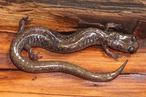 Jemez Mountains salamander Jemez Mountains Salamander Plethodon neomexicanus iNaturalistorg