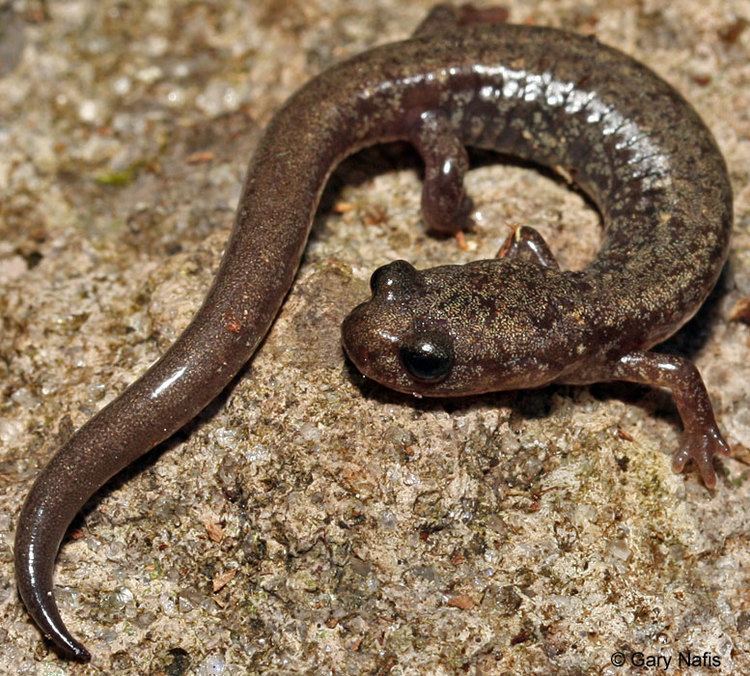 Jemez Mountains salamander Jemez Mountains Salamander Plethodon neomexicanus