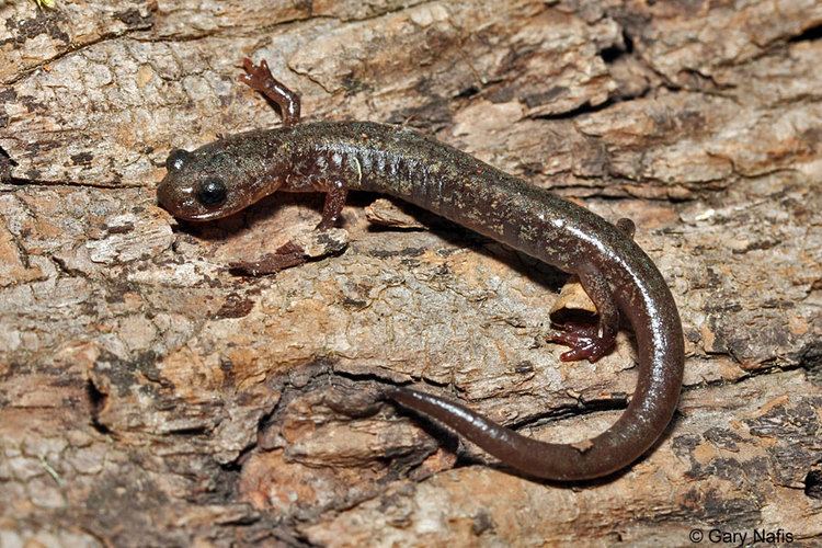 Jemez Mountains salamander wwwcaliforniaherpscomnoncalsouthwestswamphibi