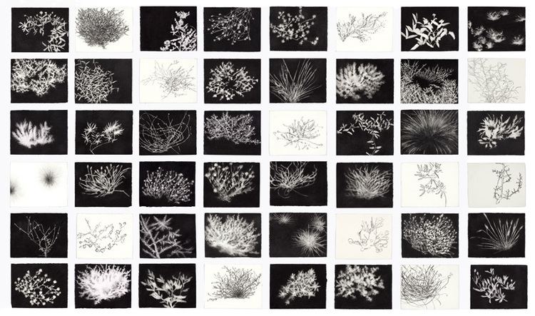 Jennifer Keeler-Milne AGNSW acquires NSW Desert Plants drawing suite by Jennifer Keeler