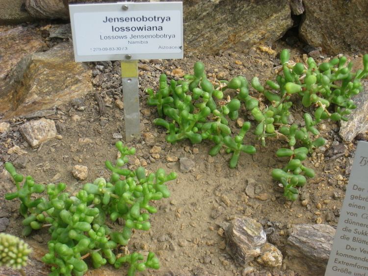 Jensenobotrya FileJensenobotrya lossowiana Berlin Botanical Garden IMG 8693