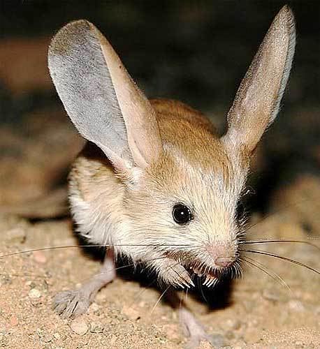 Jerboa Jerboas Longlegged hopping desert rodents Animal Pictures and