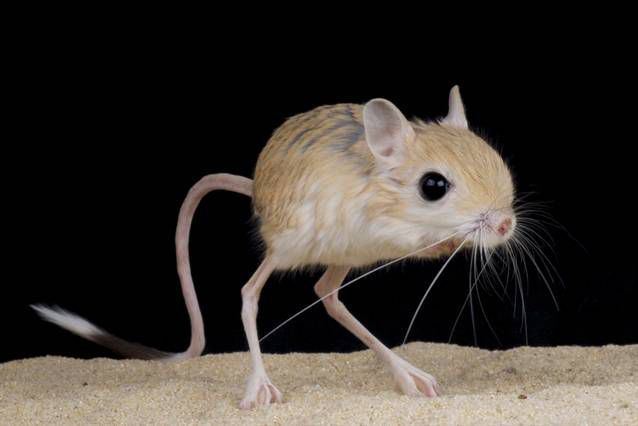 Jerboa Jerboa 17 animals amazingly adapted to thrive in deserts MNN