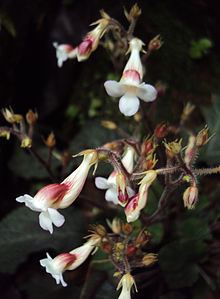 Jerdonia indica httpsuploadwikimediaorgwikipediacommonsthu
