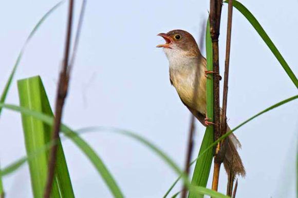 Jerdon's babbler Extremely Rare Subspecies of Jerdon39s Babbler Rediscovered in