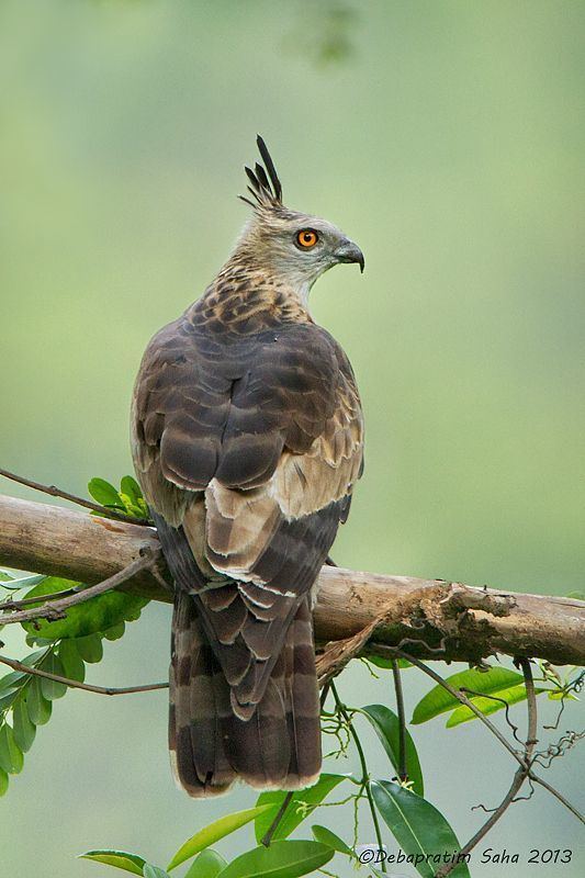 Jerdon's baza Jerdon39s Baza is a moderate sized brown hawk with a thin white