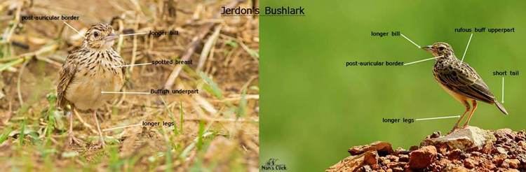 Jerdon's bush lark identifying Pipits larks and Wagtails photography amp birds
