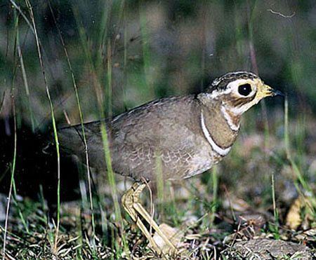 Jerdon's courser Oriental Bird Club Image Database Jerdon39s Courser Rhinoptilus