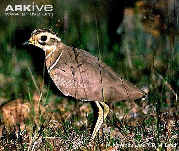 Jerdon's courser Jerdon39s Courser A Precious Rarity India39s Endangered