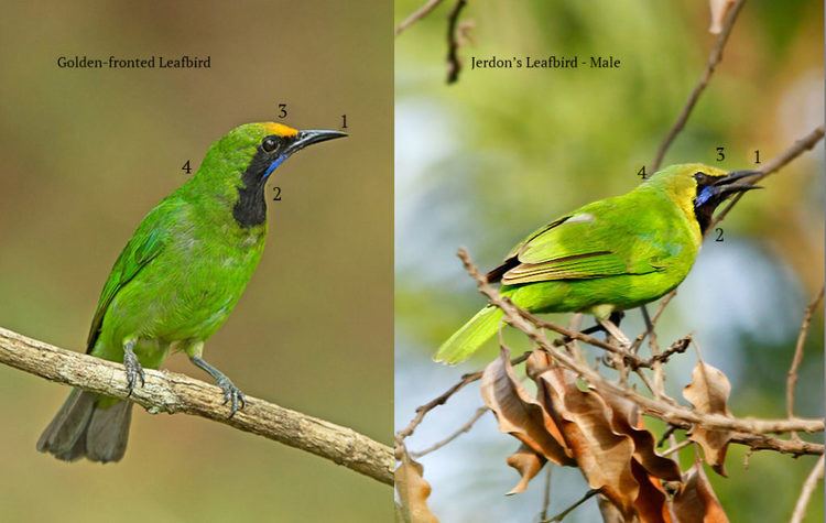 Jerdon's leafbird jerdon39s leafbird Bird Count India