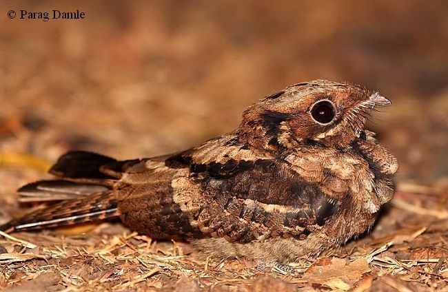 Jerdon's nightjar orientalbirdimagesorgimagesdatajerdonsnightjar